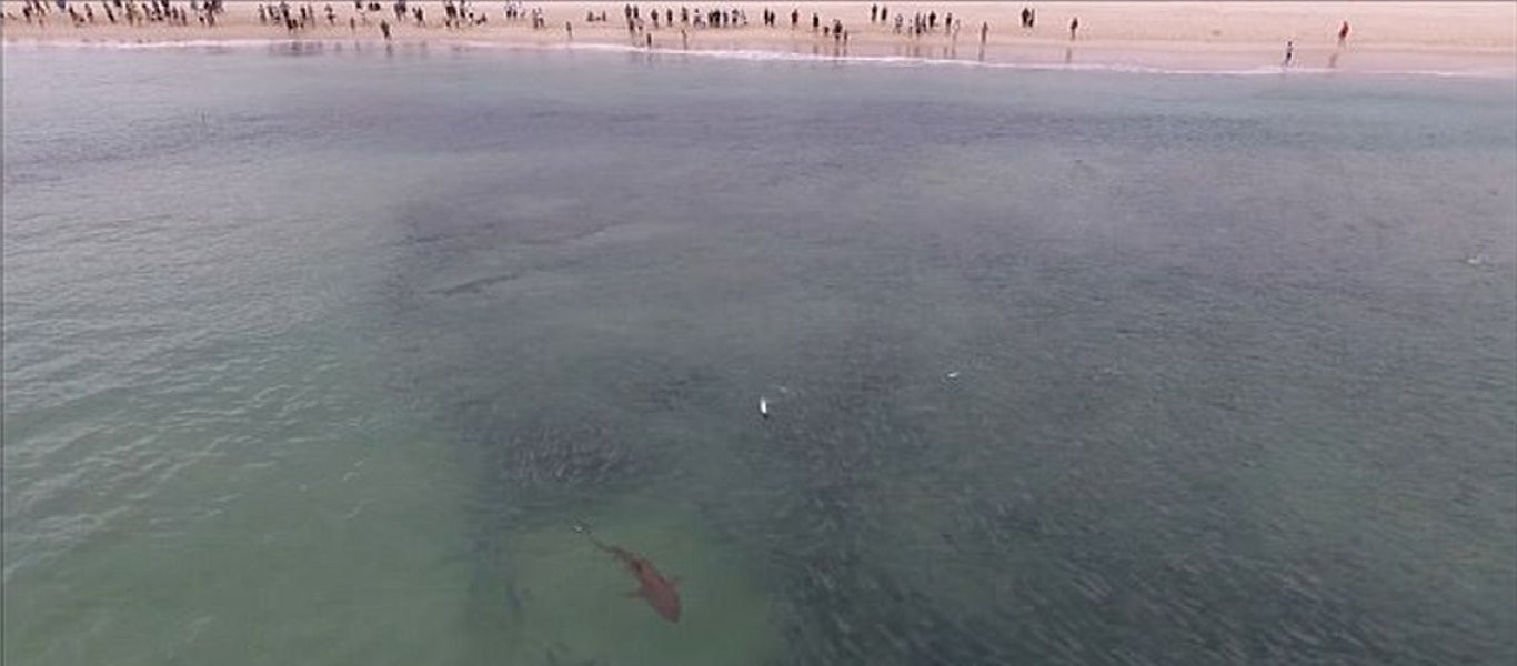 Όλοι στέκονται στην παραλία μα κανείς δεν αγγίζει το νερό - Δείτε το γιατί (βίντεο)